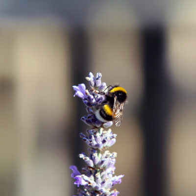 Lavender and Bumble Bee